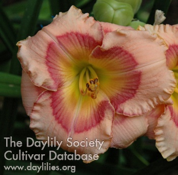 Daylily Olympic Forest Whisper